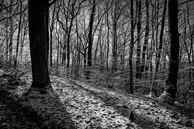Sun through the forest