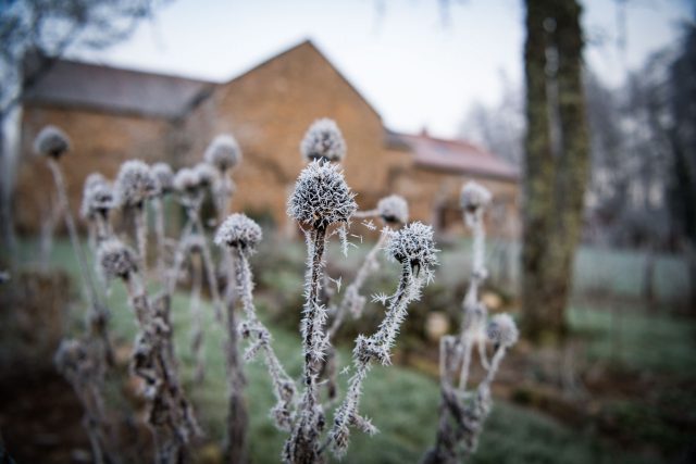 Frozen thistles?